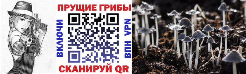 маркетплейс клад наркота Дрезна Псилоцибиновые грибы прущие грибы